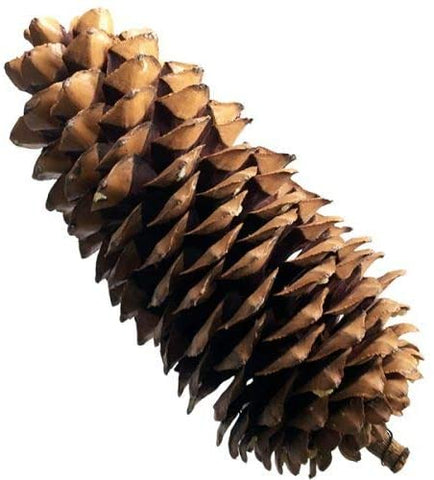 Easter Natural Pine Cones