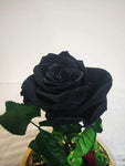 Black Long life Rose in doom Glass
