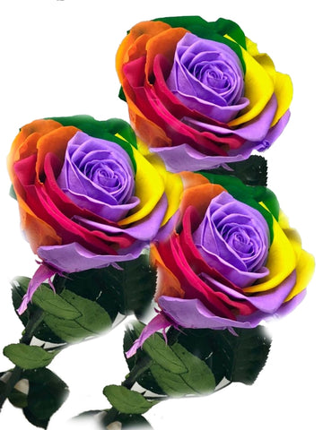 Infinity Rainbow Rose Long life Roses