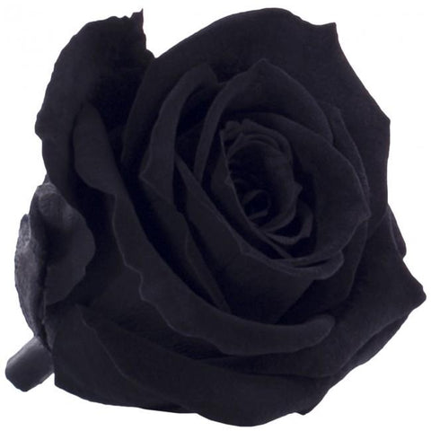 Long life Classic rose 4CM  Black