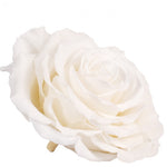 Long life white rose 10CM