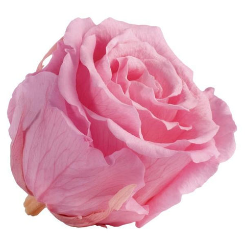 Long life Classic rose 6.5CM light Pink