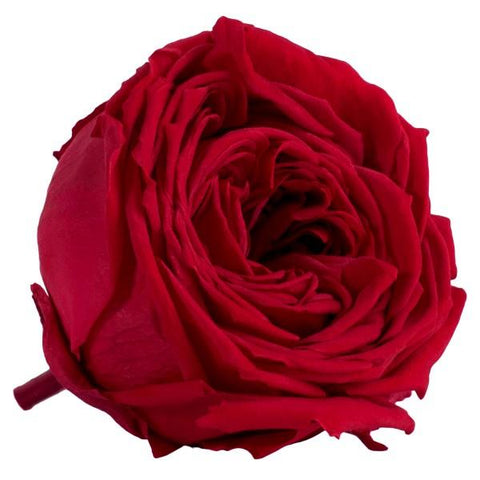 Long life romantic rose 6CM