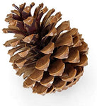 KMTE 6 pcs Christmas Pine Cones in golden color with Red Glitters BIG (10.5cm), Xmas Tree Party Hanging Decoration Ornament