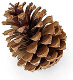 KMTE 6 pcs Christmas Pine Cones in golden color with Red Glitters BIG (10.5cm), Xmas Tree Party Hanging Decoration Ornament