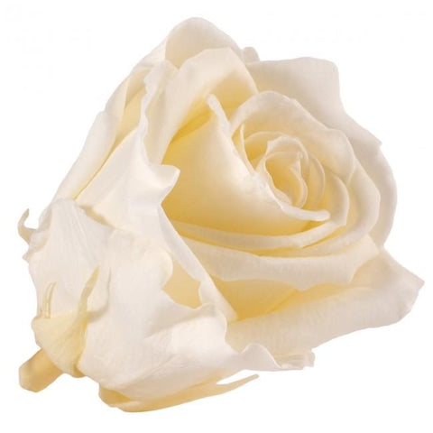 Long life Classic rose 6.5CM light Champagne