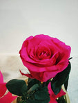 Long life Rose,Infinity rose Fushia