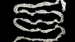 Lace-Ribbon-White