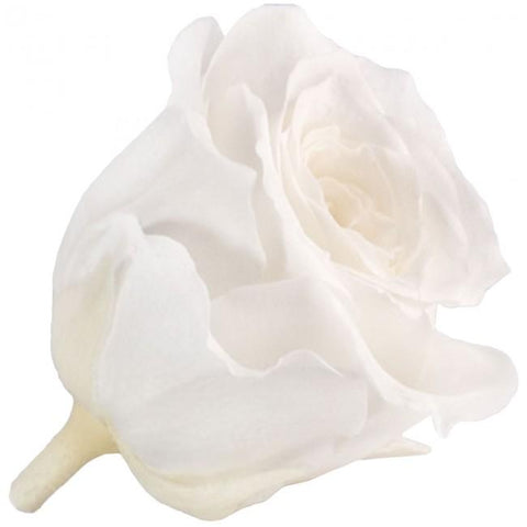 Long life Classic rose 6.5CM light white