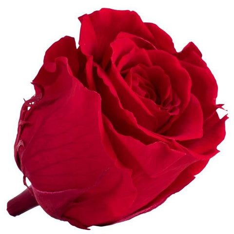 Long life Classic rose 6.5CM light red