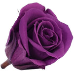 Long life Classic rose 6.5CM light Purple