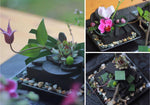 Oasis Midnight Floral Foam