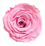 Long life Classic Light Pink rose 10CM
