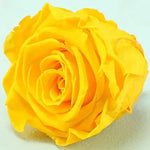long-life-rose,infinity-rose,eternal-flower,preserved-rose,rose-in-dubai,eternal-rose,long-lasting-roses,preserved-flower,preserved-roses-in-a-box,Dome-glass-flower,valentine-gift,gift-in-dubai
