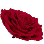 Long life Light Red rose 10CM