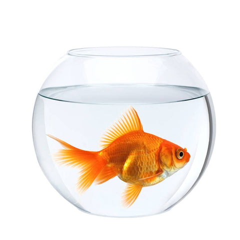 Fish-bowl,20-Diameter,15-diameter,25-diameter,transparent-fish-bowl,clear-round,